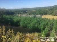 На Кіровоградщині поліцейські ліквідували насадження конопель