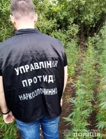 На Луганщині поліцейські ліквідували посів конопель