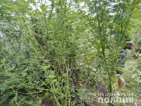 Чорнобаївські правоохоронці виявили та вилучили рослини коноплі