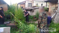 На Сумщині поліція оперативно викрила чоловіка у вирощуванні конопель та зберіганні наркотичної сировини