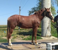 Поліцейські оголосили 27-річному жителю Любашівського району підозру у викраденні коня