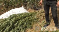 У Новому Бузі поліцейські викрили чоловіка, який виростив на городі понад 400 кущів коноплі