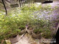 У Новодністровську поліцейські викрили незаконне вирощування нарковмісних рослин