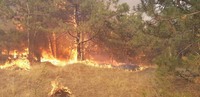 Миколаївська область: у Вітовському районі вогнеборці ліквідували пожежу у лісовому масиві