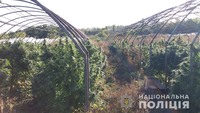 На Дніпропетровщині правоохоронці виявили плантацію з коноплями