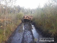 На Олевщині правоохоронці затримали крадіїв деревини