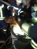 Києво-Святошинський район: рятувальники дістали собаку з колодязя