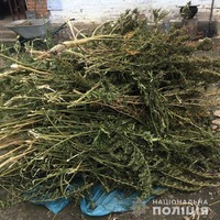 У Летичівському районі поліцейські вилучили у місцевого жителя понад 300 кущів конопель