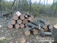 Подільські поліцейські викрили мешканців Балтського району у незаконній порубці лісу
