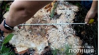 На Сумщині поліцейські викрили лісника, який незаконно продавав лісопродукцію