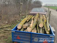 На Полтавщині поліція викрила спробу крадіжки деревини в Глобинському районі