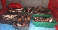 У браконьєрів, які виловили 80 кг риби, поліцейські Київщини вилучили підроблені документи