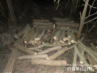 Олешківські поліцейські застали лісових браконьєрів під час спилювання дерев