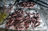 На Полтавщині водні поліцейські виявили правопорушників, які незаконно виловили близько 200 кілограмів риби