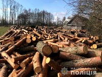 Майже 200 кубометрів деревини без відповідних документів виявили поліцейські на Рівненщині