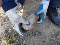 На Тячівщині піротехніки знищили мінометну міну часів Другої світової війни