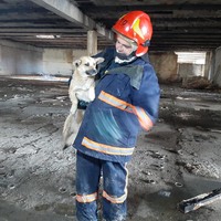 Рятувальники надали допомогу по витягуванню собаки