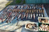 На Кіровоградщині в результаті спільних заходів правоохоронців та представників екоінспекції вилучено більш ніж півтони незаконно виловленої риби