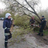 Львівська область: внаслідок негоди рятувальники прибирали повалені дерева