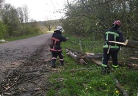 Рятувальники провели роботи по розрізанню дерева, яке впало на проїжджу частину дороги