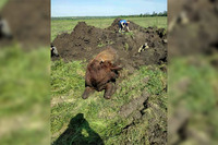 Широківський район: рятувальники визволили бика, який впав у люк