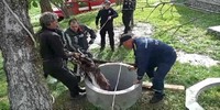Київська область: рятувальники дістали з колодязя тварину