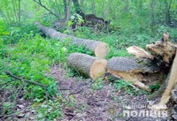 На Полтавщині поліцейські викрили двох осіб, які займалися незаконною порубкою лісу