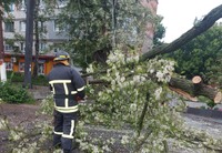 Рятувальники кіровоградського гарнізону тричі розпилювали та прибирали аварійні дерева