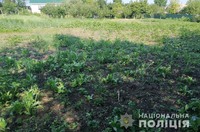 Понад 200 наркотичних рослин вилучили поліцейські на присадибній ділянці у Вінницькому районі