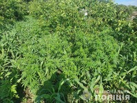 В Золотоноші правоохоронці виявили та вилучили незаконний посів нарковмісних рослин