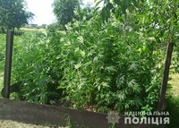 Поліція Чернігівщини викрила двох осіб, що незаконно вирощували наркотичні рослини