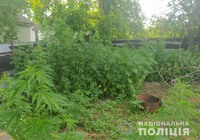 На Кіровоградщині поліцейські виявили та знищили плантацію маку і конопель