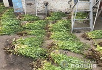 Поліцейські Покровського районного управління поліції вилучили понад 9 000 нарковмісних рослин