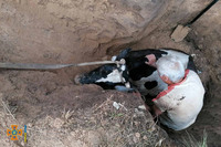 Нікопольський район: вогнеборці врятували бідолашну корівку, яка впала до ями