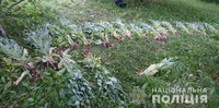 Майже дві сотні наркотичних рослин виявили  поліцейські  у Жмеринському районі