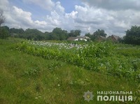 Близько 1400 тисячі рослин маку виявили оперативники на городі жительки Чуднівщини