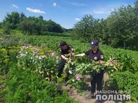 На Полтавщині поліцейські вилучили майже півтисячі рослин снодійного маку