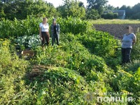 Поліцейські виявили незаконні посіви маку та конопель на двох приватних ділянках жителів Житомирщини
