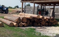 Правоохоронці виявили близько пів сотні колод незаконної деревини на підприємстві мешканця Ківерцівщини