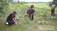Майже 9000 рослин снодійного маку та понад 240 рослин коноплі виявили поліцейські Рівненщини за тиждень 
