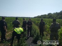 На Луганщині поліцейські виявили поле коноплі