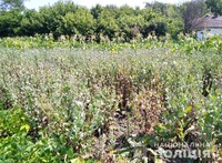 На Кіровоградщині поліцейські виявили та знищили більше тисячі нарковмісних рослин