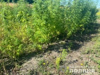 Під час обшуку за місцем мешкання наркозбувача поліцейські виявили 130 рослин конопель з ознаками культивування