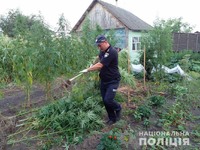 Поліція Новгород-Сіверського району викрила зловмисника, що незаконно вирощував наркомісткі рослини