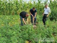 Поліцейські викрили раніше судимого мешканця Вознесенщини на вирощуванні коноплі та вилучили майже дві сотні кущів наркозілля
