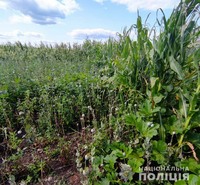 З присадибних ділянок двох жительок Житомирщини поліцейські вилучили нарковмісні рослини