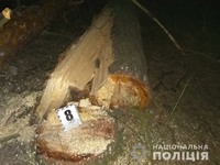 Лебединські поліцейські викрили чоловіка, який здійснив незаконний поруб лісу