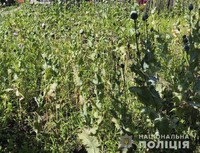 На Кіровоградщині поліцейські виявили на присадибній ділянці місцевої жительки понад 1400 кущів маку