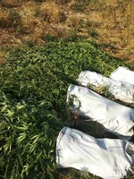 У Пологівському районі правоохоронці виявили та знищили наркопосіви