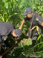 Первомайські поліцейські викрили мешканця району на вирощуванні коноплі